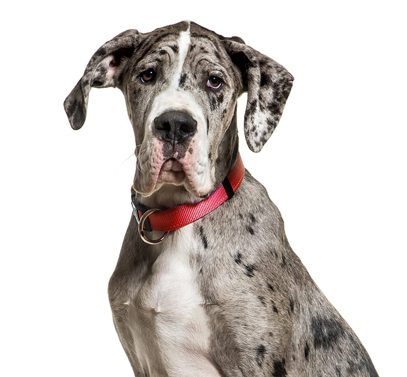 Giant Dogs, Northside Animal Clinic